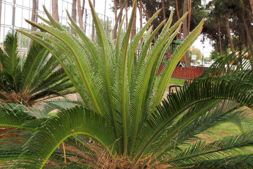 Image of Cycas revoluta specimen.