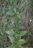 Solidago virgaurea. Часть побега с листьями. Курская обл., Железногорский р-н, окр. с. Разветье. 3 августа 2007 г.
