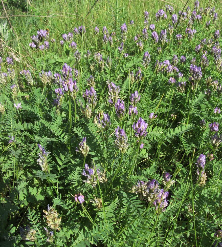Image of Astragalus austroaltaicus specimen.