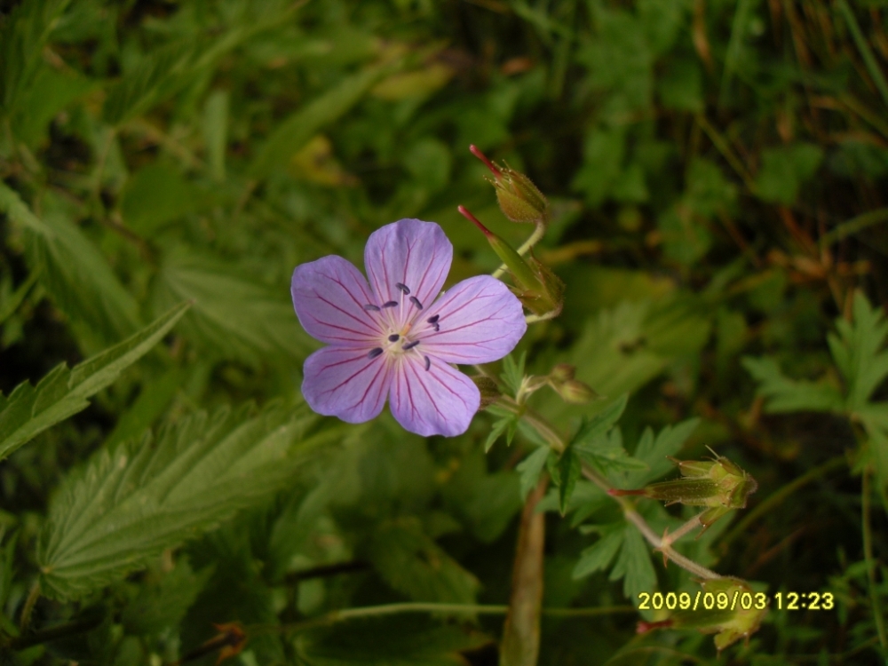 Image of Geranium collinum specimen.