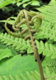 genus Athyrium