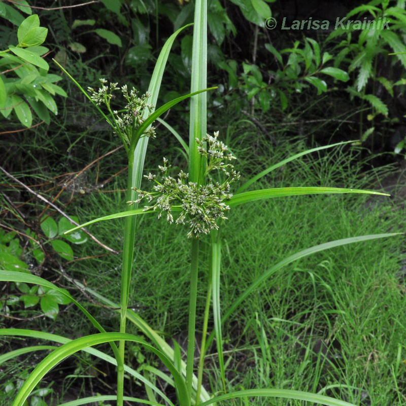 Image of Scirpus orientalis specimen.