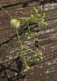 Cuscuta