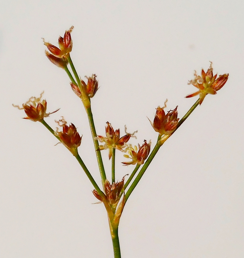 Image of Juncus articulatus specimen.