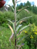 Adenophora tuvinica