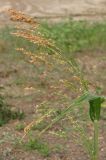 Panicum miliaceum. Соцветие. Крым, Симферополь, западный берег Симферопольского водохранилища. 12 августа 2012 г.