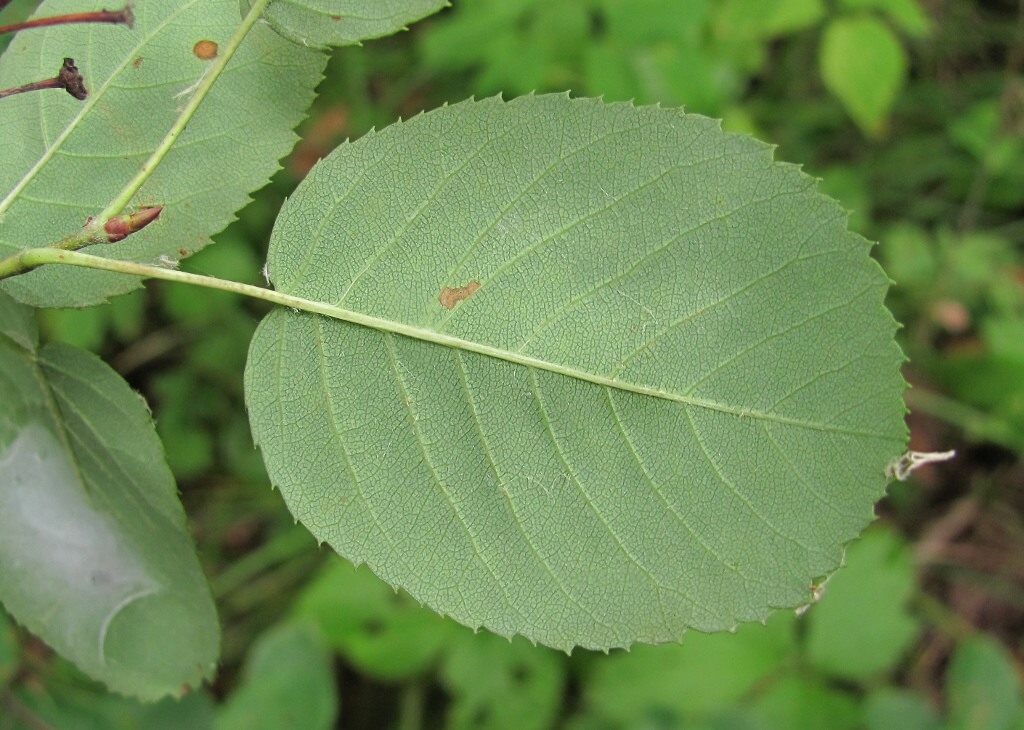 Изображение особи Amelanchier spicata.