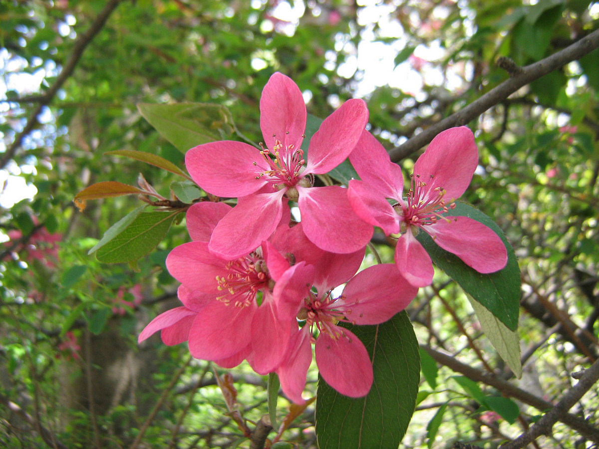 Изображение особи Malus &times; purpurea.