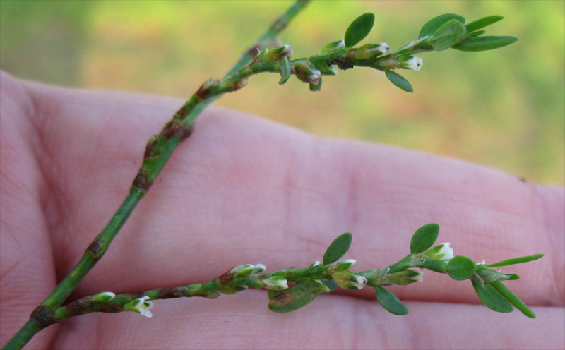 Изображение особи род Polygonum.