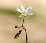 Spergula arvensis