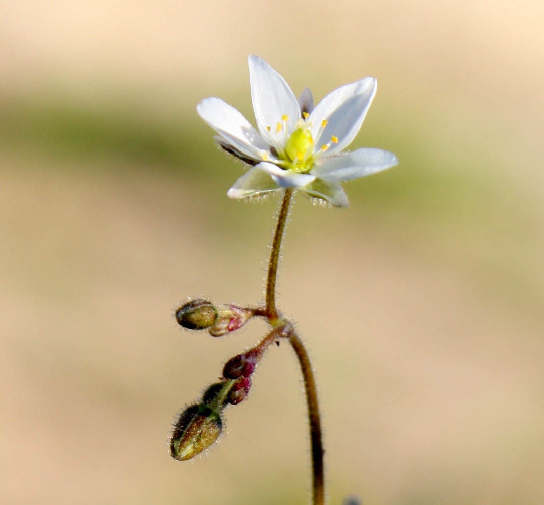 Изображение особи Spergula arvensis.