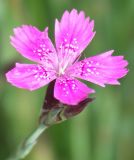 Dianthus deltoides. Цветок. Ленинградская обл., середина июня.