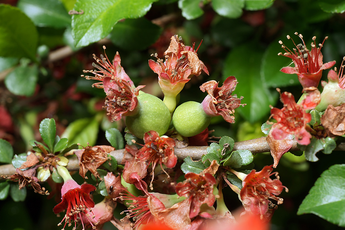 Image of Chaenomeles japonica specimen.