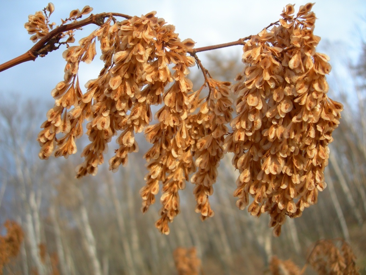 Изображение особи Reynoutria sachalinensis.
