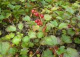 Ribes procumbens. Плодоносящее растение. Забайкалье, верховье реки Читинка, Мухор. 07.08.2009.
