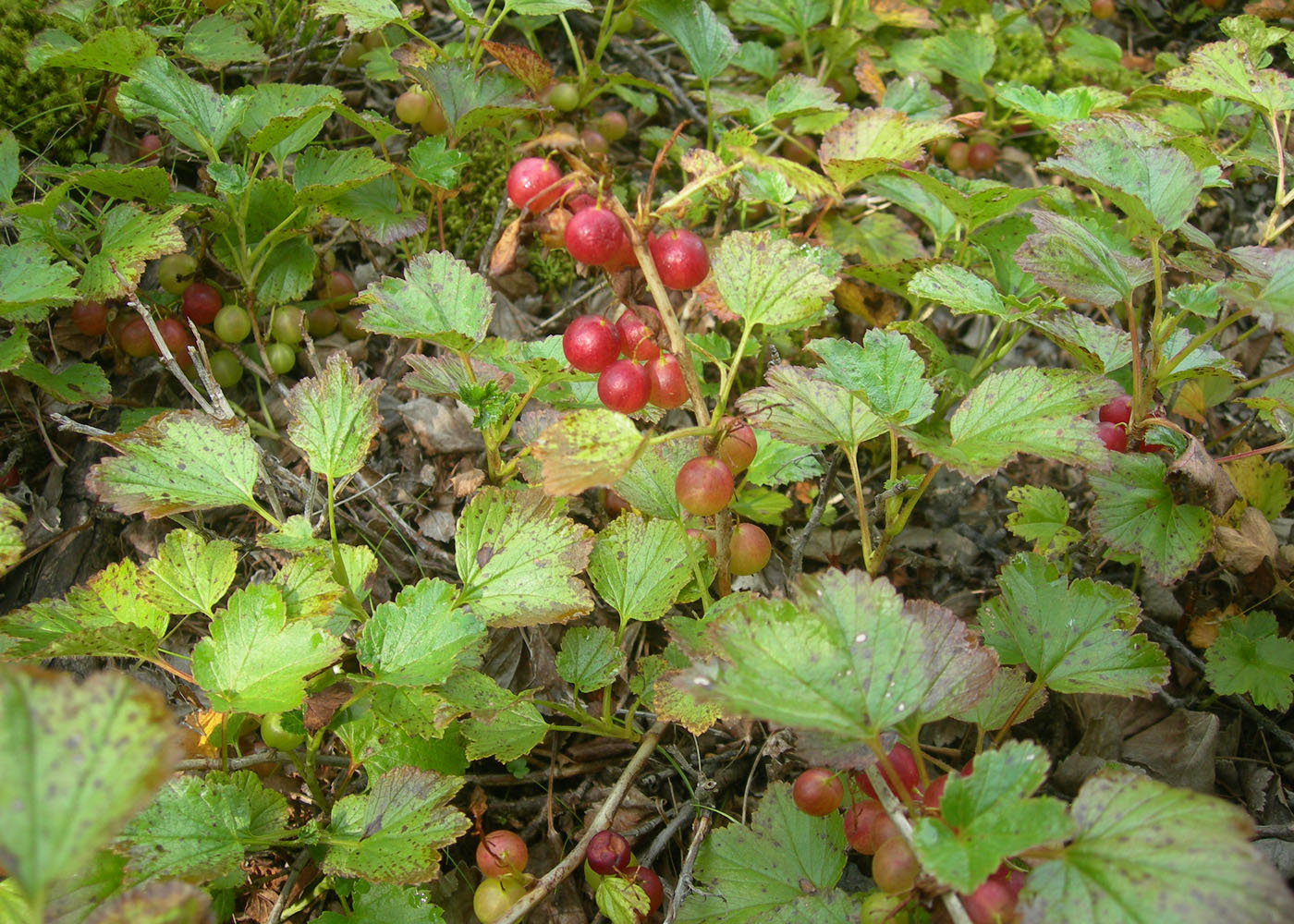 Image of Ribes procumbens specimen.