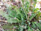 Urospermum picroides. Нижняя часть растения. Испания, Каталония, Жирона, Тосса-де-Мар, крепость Вила-Велья. 24.06.2012.