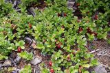 Vaccinium vitis-idaea. Плодоносящие растения. Республика Бурятия, Баунтовский эвенкийский район, окр. пос. Северный. 15.08.2010.