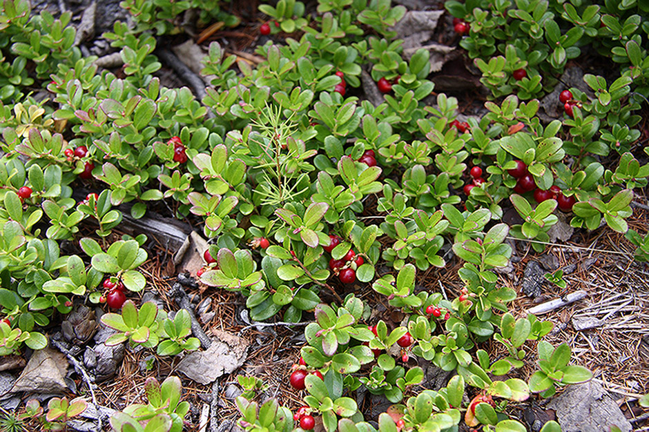 Image of Vaccinium vitis-idaea specimen.