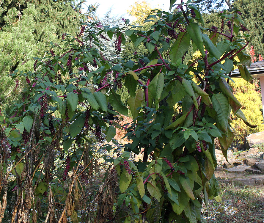 Image of Phytolacca americana specimen.