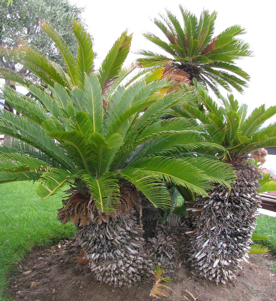 Image of Cycas revoluta specimen.