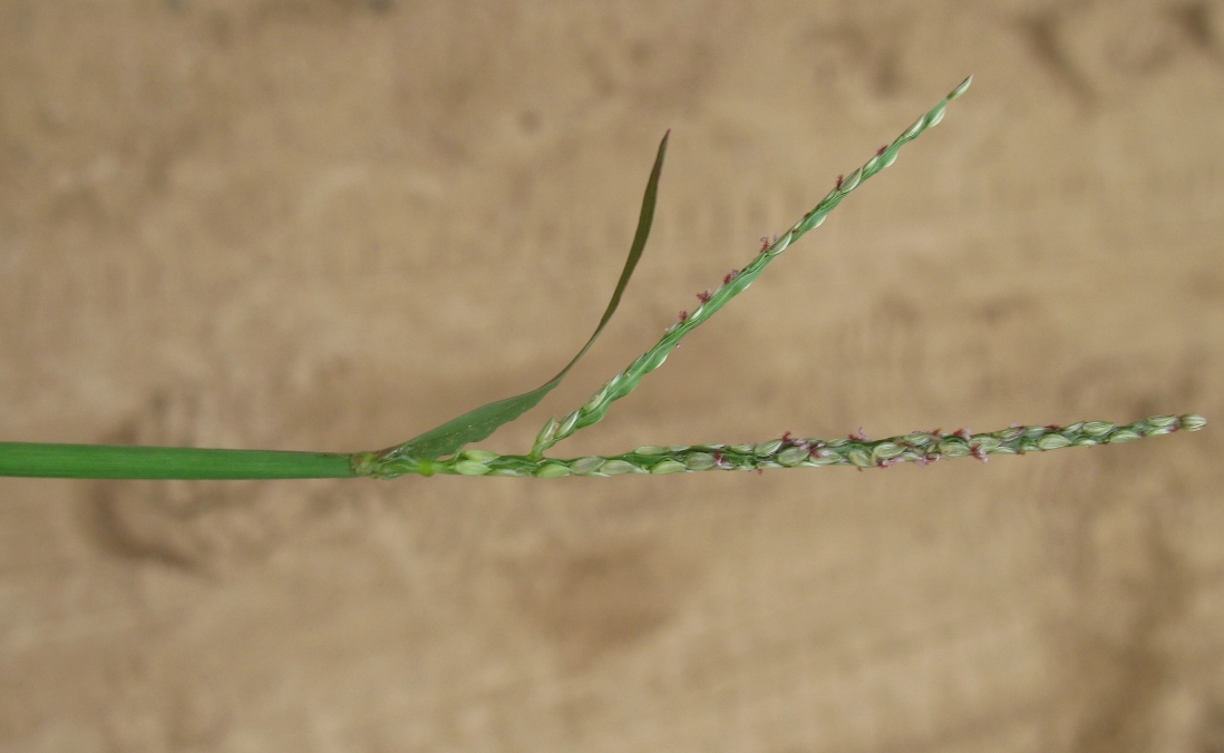 Image of Digitaria ischaemum specimen.