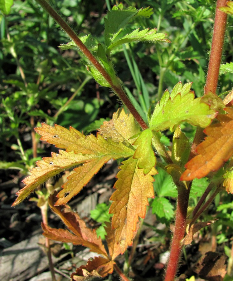 Изображение особи Potentilla ruthenica.