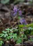 Corydalis solida