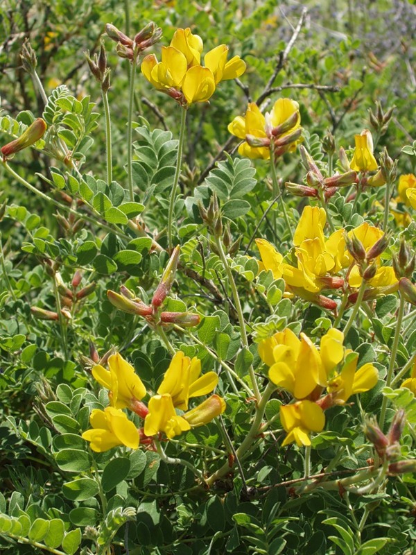 Изображение особи Calophaca wolgarica.