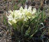 Iris potaninii