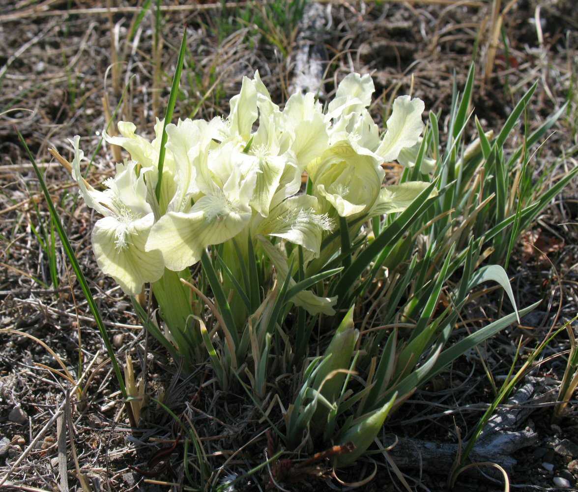 Image of Iris potaninii specimen.