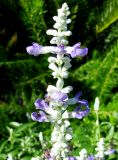 Salvia farinacea. Верхняя часть соцветия. Хорватия, Приморье - Горски Котар, г. Опатия, дендропарк. 07.09.2012.