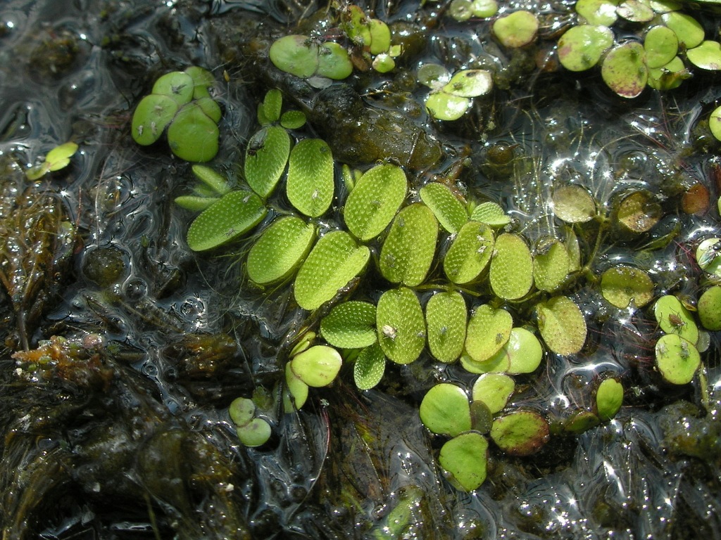 Image of Salvinia natans specimen.