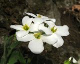 Arabis caucasica. Цветки. Крым, Карадагский заповедник, на большом камне посреди дубового леса в балке возле родника. 3 апреля 2013 г.