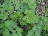 genus Aquilegia