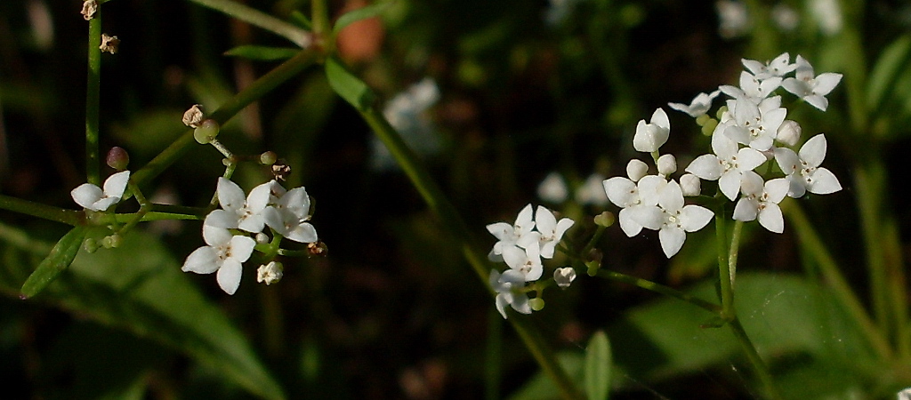 Image of Galium palustre specimen.