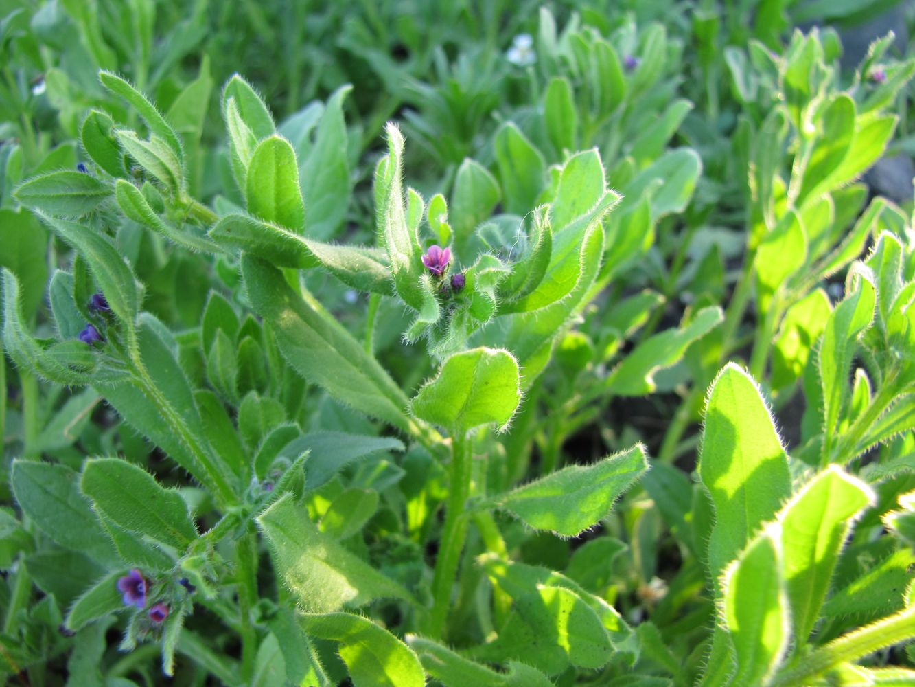 Image of Asperugo procumbens specimen.