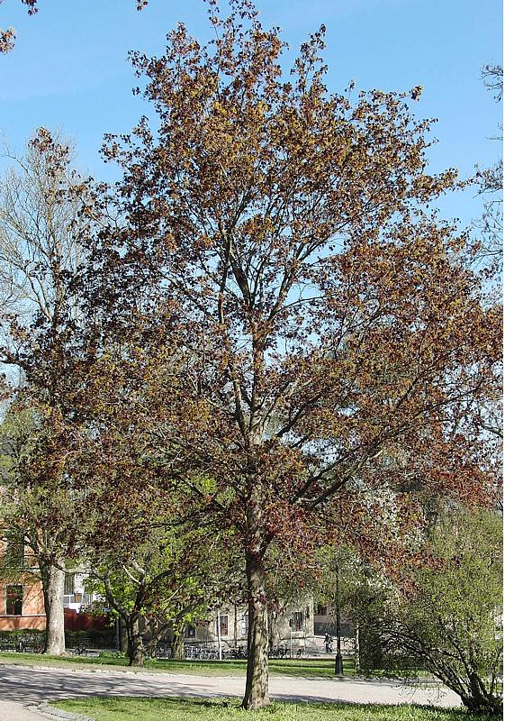 Image of Acer platanoides specimen.