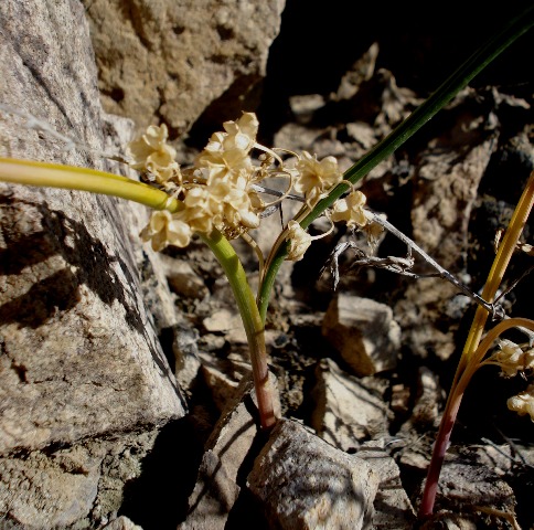 Image of Hyacinthella atropatana specimen.
