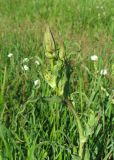 Tragopogon dasyrhynchus. Верхушка растения с закрытыми соцветиями. Крым, окр. с. Перевальное, ур. Аян, луг. 17 мая 2013 г.