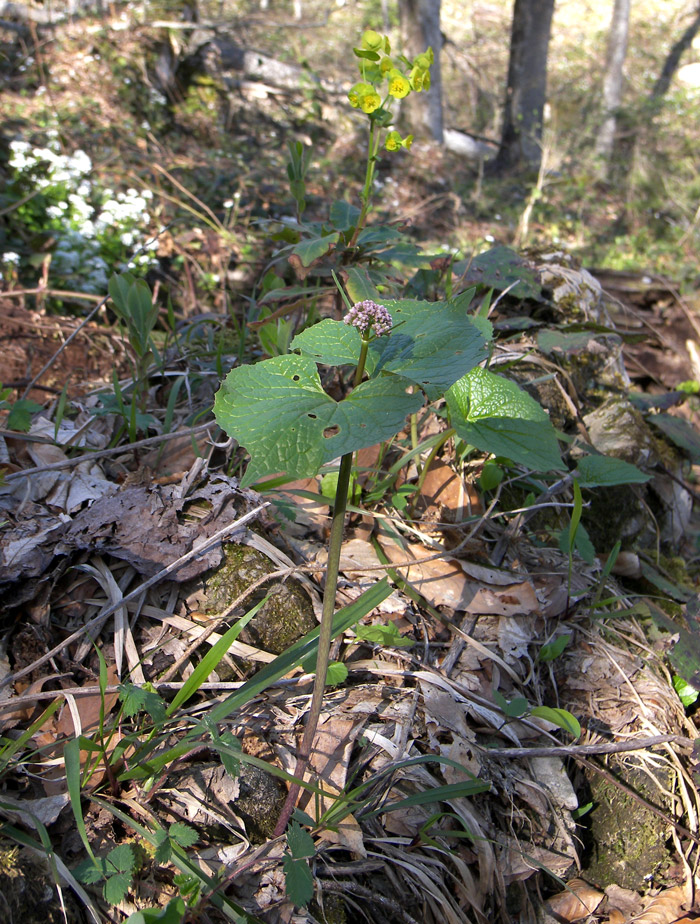 Image of Valeriana tiliifolia specimen.