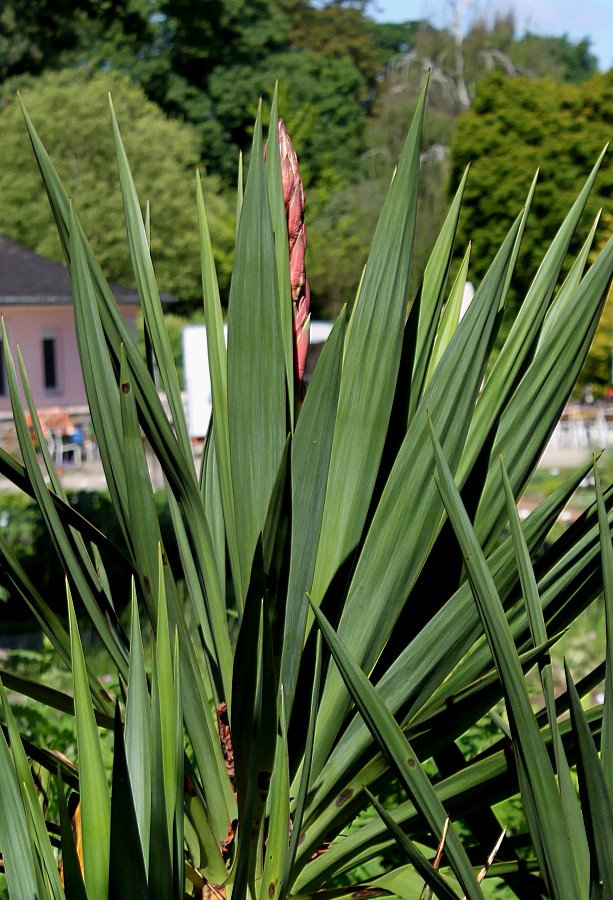 Изображение особи род Yucca.