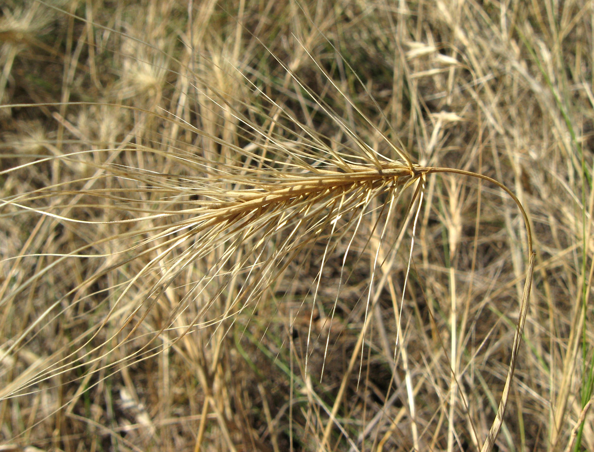 Image of Taeniatherum asperum specimen.