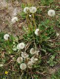 Taraxacum officinale. Плодоносящее растение. Санкт-Петербург, пустырь. 2 июня 2009 г.