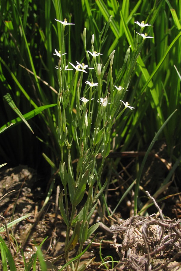 Изображение особи Centaurium meyeri.