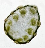Image of taxon representative. Author is Семён Бежанский