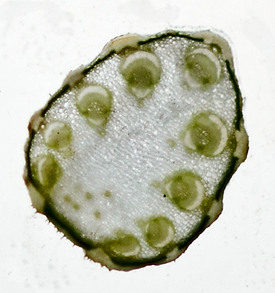 Image of Seseli libanotis specimen.