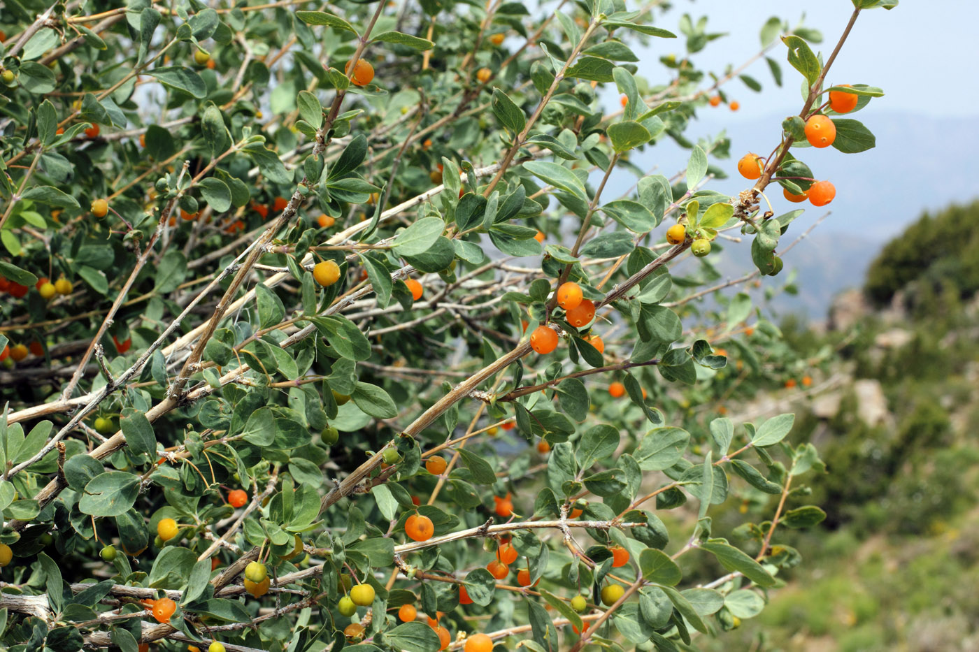 Изображение особи Lonicera microphylla.