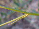 Delphinium paniculatum