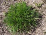 Artemisia campestris